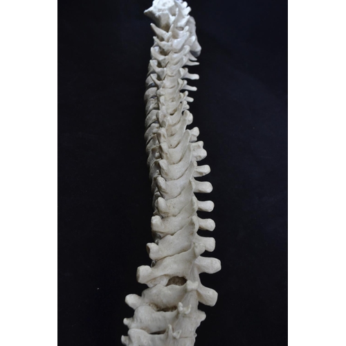 439 - A vintage anatomical model of a spine, possibly by Adam Rouilly, length approx. 79cm