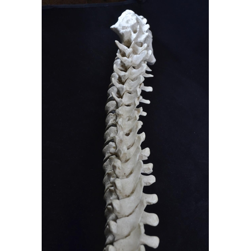 439 - A vintage anatomical model of a spine, possibly by Adam Rouilly, length approx. 79cm