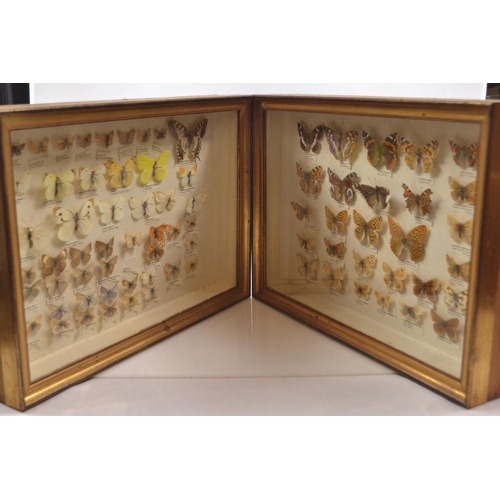 488 - Two framed specimen cases of mostly British butterflies, each case W41 x H28.5 x D6.5cm