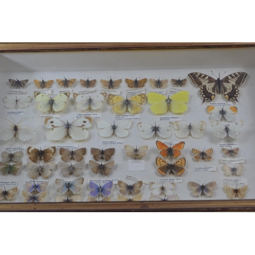 488 - Two framed specimen cases of mostly British butterflies, each case W41 x H28.5 x D6.5cm