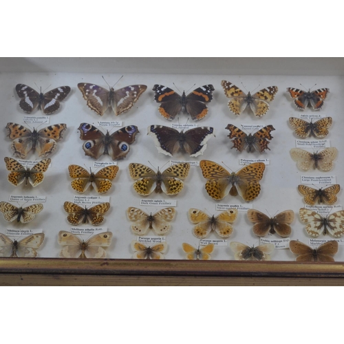 488 - Two framed specimen cases of mostly British butterflies, each case W41 x H28.5 x D6.5cm