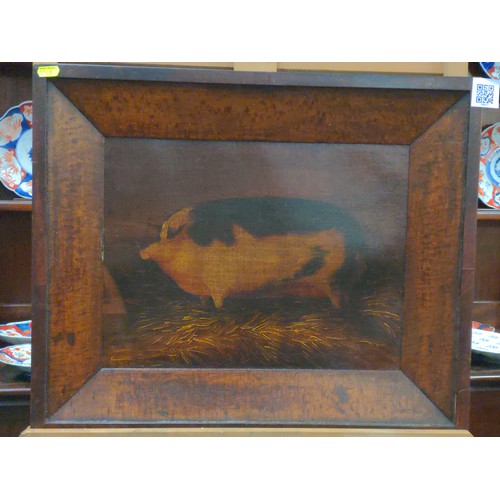 424 - Old English style portrait of a prize pig on a bed of straw. No signature found.  W55 H45cm