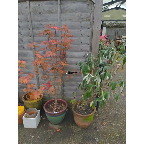 224 - potted acer in ceramic pot + terracotta pot and contents