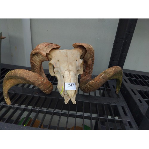 247 - Rams skull