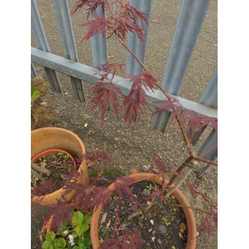 300 - Four terracotta pots, two with strawberry plant, one olive tree and one acer . Tallest plat 104 cm