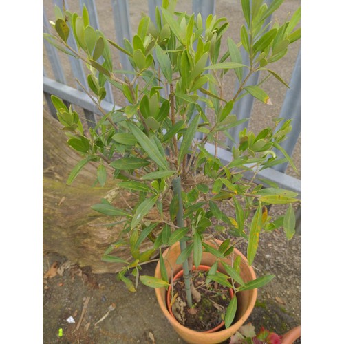 300 - Four terracotta pots, two with strawberry plant, one olive tree and one acer . Tallest plat 104 cm