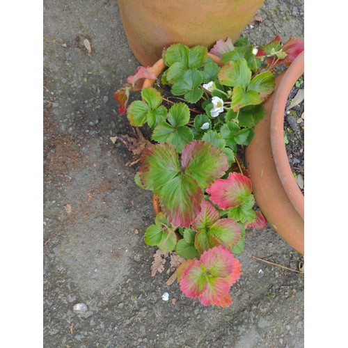 300 - Four terracotta pots, two with strawberry plant, one olive tree and one acer . Tallest plat 104 cm