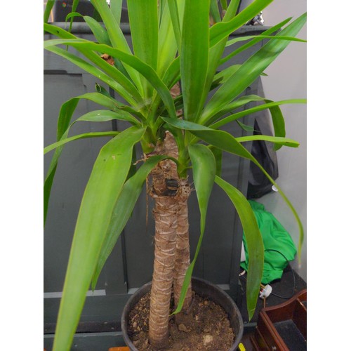 502 - Yucca plant. H140cm 