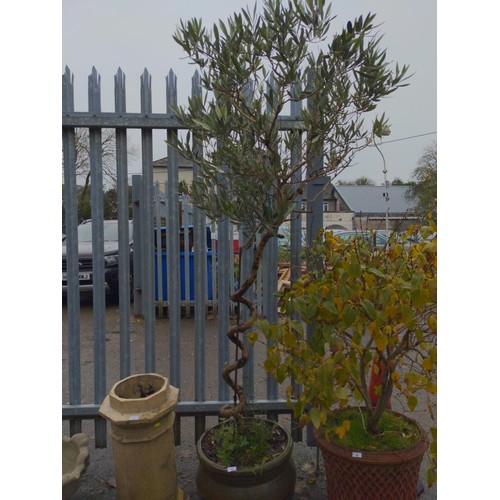 70 - Twisted stem olive tree in green glazed pot. Overall H2.4m