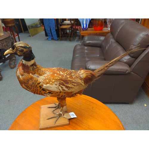 591 - Taxidermy pheasant on wooden stand, height 43cm