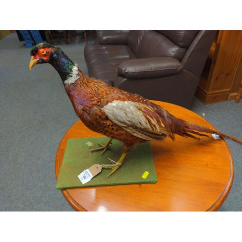 590 - Taxidermy pheasant, height 36cm