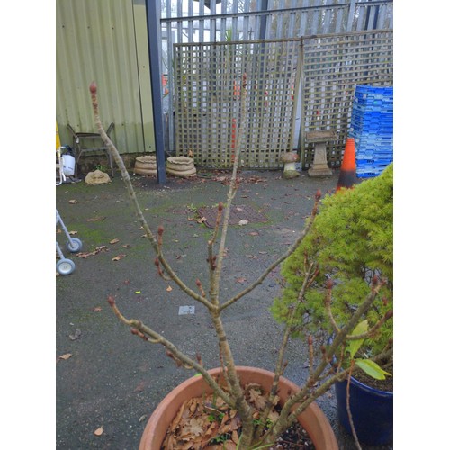 336 - 2 plastic potted plants