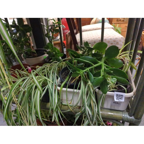 954 - Assortment of houseplants inc. money plant, Christmas cactus & spider plant.