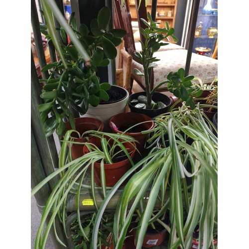 954 - Assortment of houseplants inc. money plant, Christmas cactus & spider plant.