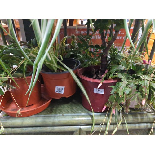 955 - Assortment of houseplants inc. money plant, Christmas cactus & spider plant.