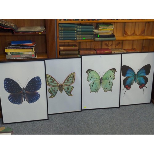 270 - Four framed butterfly prints, 51.5 x  71.5cm