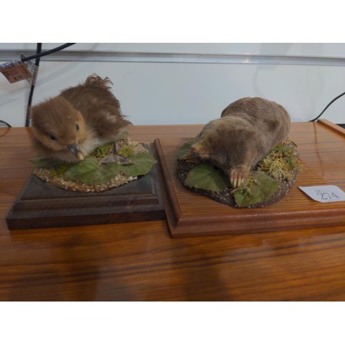 274 - Taxidermy mole & duckling