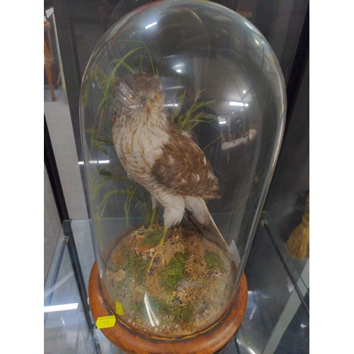 593 - Taxidermy sparrow hawk on wooden base in glass dome H37cm D22cm