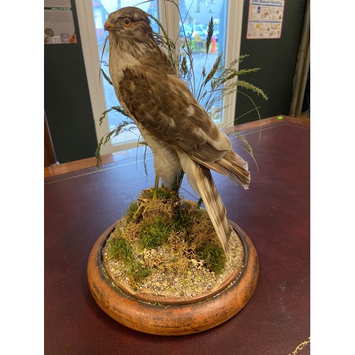 593 - Taxidermy sparrow hawk on wooden base in glass dome H37cm D22cm