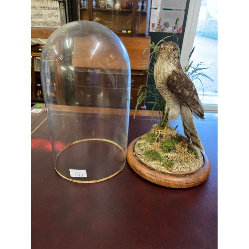 593 - Taxidermy sparrow hawk on wooden base in glass dome H37cm D22cm