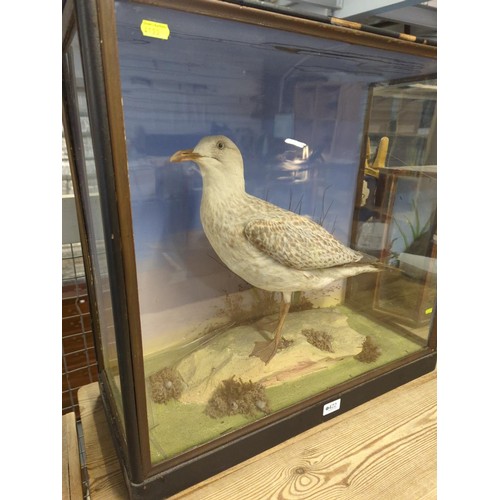 422 - Taxidermy gull in glass case W63.5 D28 H60.5