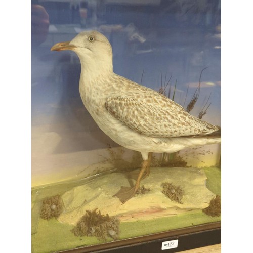 422 - Taxidermy gull in glass case W63.5 D28 H60.5