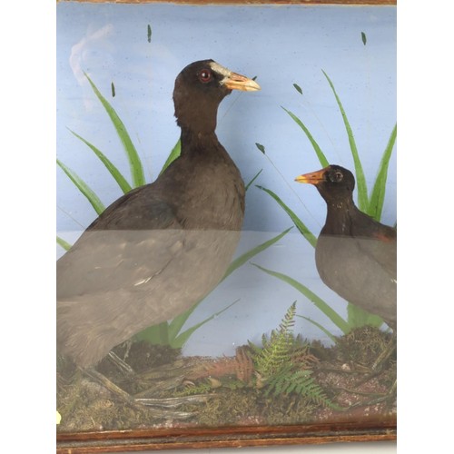 423 - Cased Taxidermy pair of Moor Hens W57 D16 H40.5cm