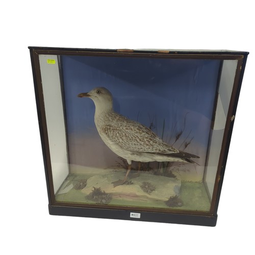 422 - Taxidermy gull in glass case W63.5 D28 H60.5