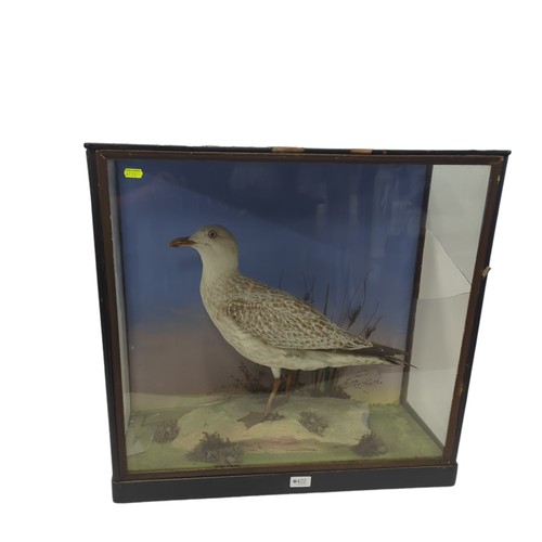 422 - Taxidermy gull in glass case W63.5 D28 H60.5