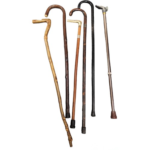 560 - 6 x walking sticks two with silver collars, one with bone handle + Natural wood etc.