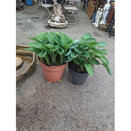 78 - Two large hostas in plastic pots, Hosta sieboldiana var. elegans