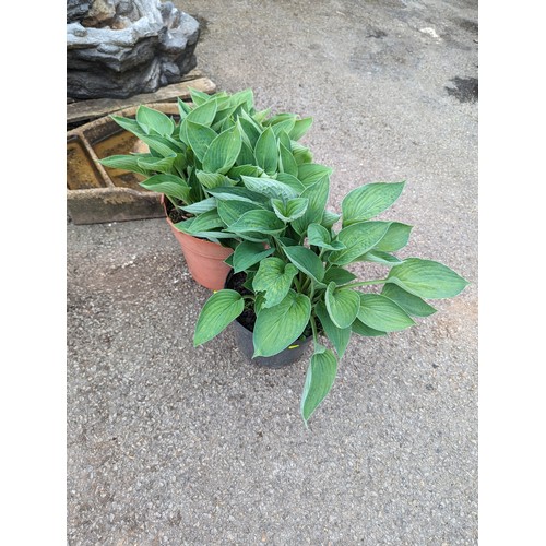 78 - Two large hostas in plastic pots, Hosta sieboldiana var. elegans