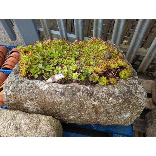 7 - Rectangular granite trough with sedum contents W62 x D50 x H34cm