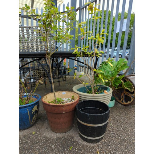 80 - Rose plant in ceramic glazed pot, camelia plant in plastic pot and one other plastic barrel planter