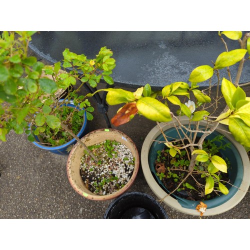 80 - Rose plant in ceramic glazed pot, camelia plant in plastic pot and one other plastic barrel planter