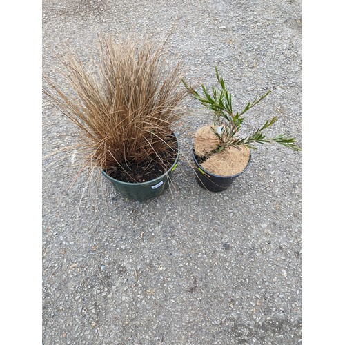 75 - Stiff Bottlebrush in pot together with a potted ornamental grass