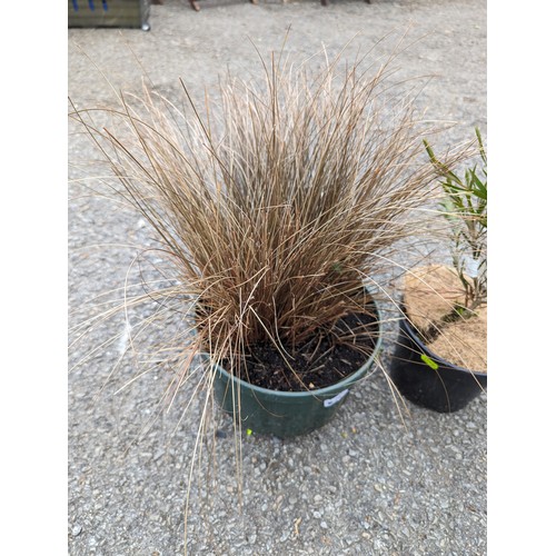 75 - Stiff Bottlebrush in pot together with a potted ornamental grass