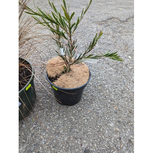 75 - Stiff Bottlebrush in pot together with a potted ornamental grass