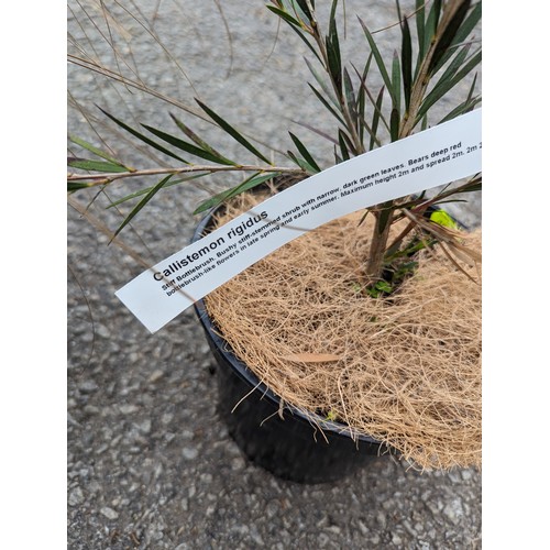 75 - Stiff Bottlebrush in pot together with a potted ornamental grass