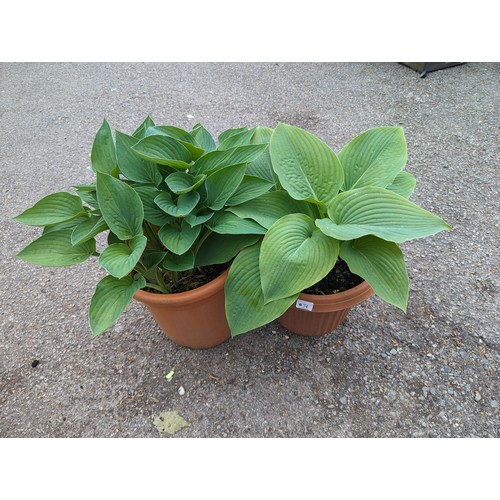 74 - Two large hostas in plastic pots, Hosta sieboldiana var. elegans