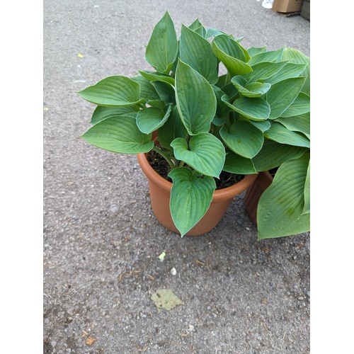 74 - Two large hostas in plastic pots, Hosta sieboldiana var. elegans