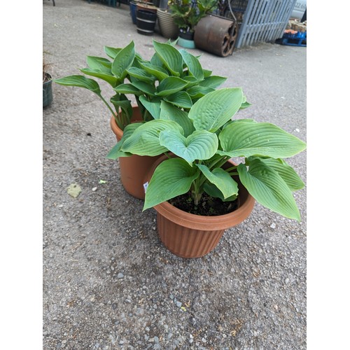 74 - Two large hostas in plastic pots, Hosta sieboldiana var. elegans