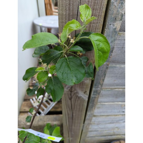 69 - Apple tree 'Sunrise' in pot, ht.135cm