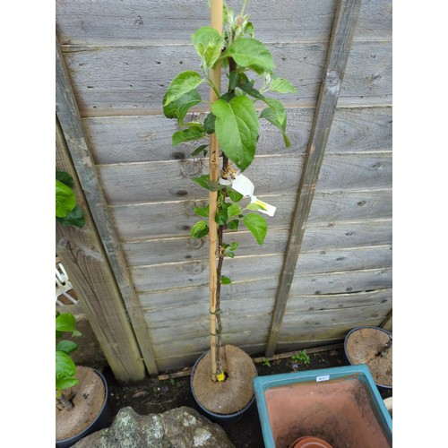 70 - Apple tree 'Spartan' in pot, ht.125cm