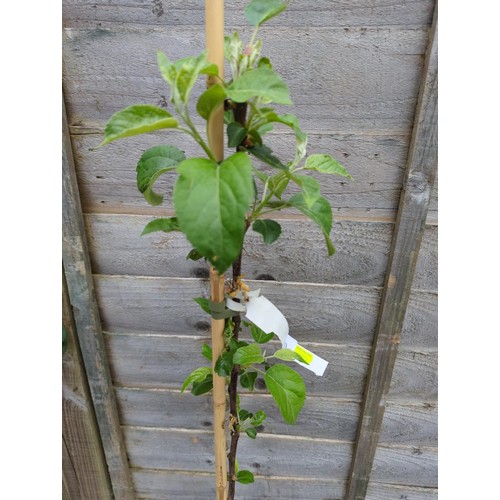 70 - Apple tree 'Spartan' in pot, ht.125cm