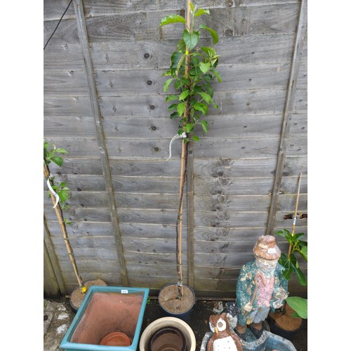 71 - Apple tree 'Winter Gem' in pot, ht.170cm