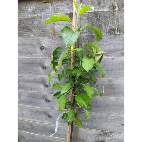 71 - Apple tree 'Winter Gem' in pot, ht.170cm