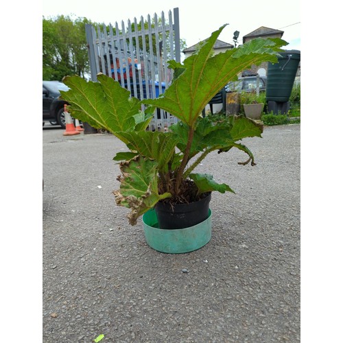 79 - Gunnera plant in plastic pot, overall ht. 76cm