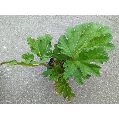 79 - Gunnera plant in plastic pot, overall ht. 76cm