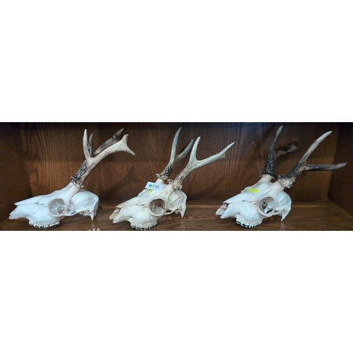 176 - 3 small Roe buck skulls